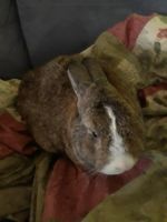 Domestic rabbit Rabbits for sale in Carrollton, GA, USA. price: NA