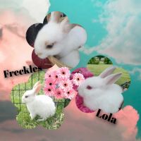 Domestic rabbit Rabbits for sale in Lowville, NY 13367, USA. price: NA