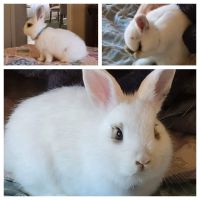 Domestic rabbit Rabbits for sale in St Cloud, FL 34772, USA. price: NA
