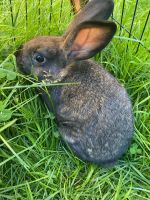 Domestic rabbit Rabbits for sale in Leonard, MI 48367, USA. price: NA