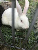 Domestic rabbit Rabbits for sale in Mapledale, Dale City, VA 22193, USA. price: $20