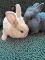 Domestic rabbit Rabbits for sale in Newfane, NY 14108, USA. price: NA