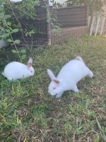 Domestic rabbit Rabbits for sale in Davenport, Florida. price: $50