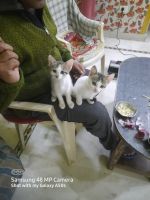 Domestic Shorthaired Cat Cats for sale in Ekta Vihar Rd, Amrit Enclave, Saundhon wali, Dehradun, Uttarakhand 248001, India. price: 5 INR