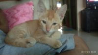 Domestic Shorthaired Cat Cats for sale in Mumbai, Maharashtra, India. price: NA