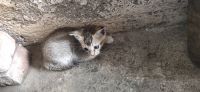 Domestic Shorthaired Cat Cats for sale in Malad, Pathan Wadi, Malad East, Mumbai, Maharashtra 400097, India. price: NA