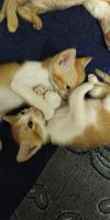 Domestic Shorthaired Cat Cats for sale in Hyderabad, Telangana, India. price: 200 INR