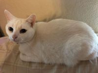 Domestic Shorthaired Cat Cats for sale in Houston, TX 77086, USA. price: NA
