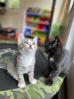 Domestic Shorthaired Cat Cats for sale in Rockland, MA, USA. price: NA