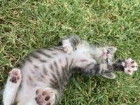 Domestic Shorthaired Cat Cats for sale in Jurupa Valley, CA, USA. price: NA