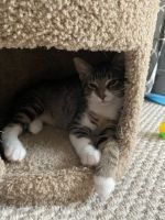 Domestic Shorthaired Cat Cats for sale in West Chester, PA, USA. price: NA