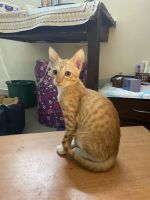 Domestic Shorthaired Cat Cats for sale in Wanowrie, Pune, Maharashtra, India. price: NA