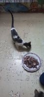 Domestic Shorthaired Cat Cats for sale in Mumbra, Thane, Maharashtra, India. price: NA