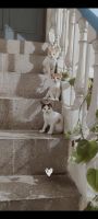 Domestic Shorthaired Cat Cats for sale in Aligarh, Uttar Pradesh, India. price: NA