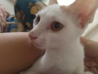 Domestic Shorthaired Cat Cats for sale in Pune, Maharashtra, India. price: NA