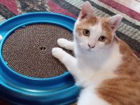 Domestic Shorthaired Cat Cats for sale in South Hampton Roads, VA, USA. price: NA