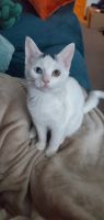 Domestic Shorthaired Cat Cats for sale in Minneapolis, MN, USA. price: NA