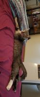 Domestic Shorthaired Cat Cats for sale in Cuyahoga Falls, OH, USA. price: NA