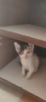 Domestic Shorthaired Cat Cats for sale in Bengaluru, Karnataka, India. price: 100 INR