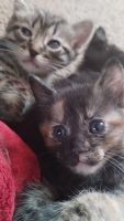 Domestic Shorthaired Cat Cats for sale in Houston, TX, USA. price: $10