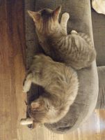 Domestic Shorthaired Cat Cats for sale in Springfield, MO, USA. price: $75