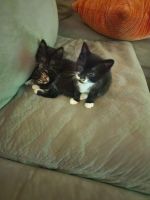 Domestic Shorthaired Cat Cats for sale in Crystal, MN, USA. price: $20