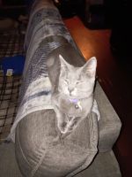 Domestic Shorthaired Cat Cats for sale in Germanton, NC 27019, USA. price: $15