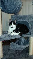 Domestic Shorthaired Cat Cats for sale in St Clair, MI 48079, USA. price: NA