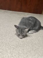 Domestic Shorthaired Cat Cats for sale in Union City, CA, USA. price: $50