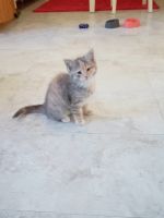 Domestic Shorthaired Cat Cats for sale in Haverhill, Massachusetts. price: $175