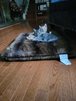 Domestic Shorthaired Cat Cats for sale in Waldorf, Maryland. price: $200