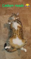 Domestic Shorthaired Cat Cats for sale in Bartow, Florida. price: NA