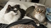 Domestic Shorthaired Cat Cats for sale in Reno, Nevada. price: $50