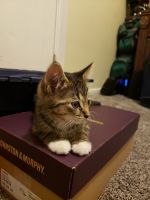 Domestic Shorthaired Cat Cats for sale in Wyandotte, Michigan. price: NA
