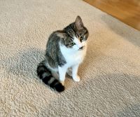 Domestic Shorthaired Cat Cats for sale in Milwaukee, Wisconsin. price: $225