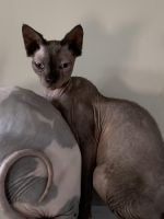 Don Sphynx Cats for sale in Bakersfield, CA, USA. price: $100