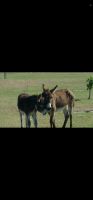 Donkey Animals for sale in Fort White, FL 32038, USA. price: NA