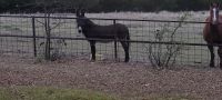 Donkey Horses for sale in Red Oak, TX 75154, USA. price: NA