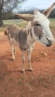 Donkey Animals for sale in Harrah, OK, USA. price: NA
