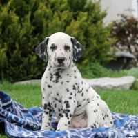 Dorgi Puppies for sale in Campus Drive, Stanford, CA 94305, USA. price: NA