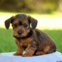 Dorgi Puppies for sale in Black River Falls, WI 54615, USA. price: NA