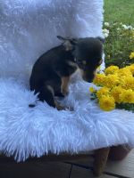 Dorkie Puppies for sale in Shipman, VA 22971, USA. price: NA