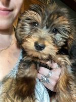 Dorkie Puppies for sale in Stroudsburg, PA 18360, USA. price: NA
