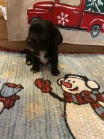 Dorkie Puppies for sale in San Antonio, TX, USA. price: NA