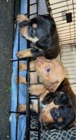 Dorkie Puppies Photos