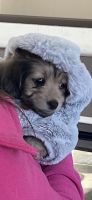 Dorkie Puppies for sale in Brookhaven, NY 11719, USA. price: NA