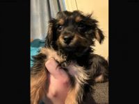 Dorkie Puppies for sale in PA-286, Pennsylvania, USA. price: NA