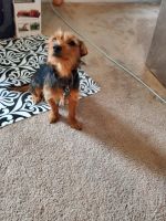 Dorkie Puppies for sale in Converse, TX 78109, USA. price: NA