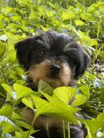 Dorkie Puppies for sale in Stroudsburg, PA 18360, USA. price: NA