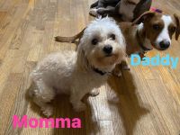 Dorkie Puppies for sale in Bone Gap, IL 62815, USA. price: NA